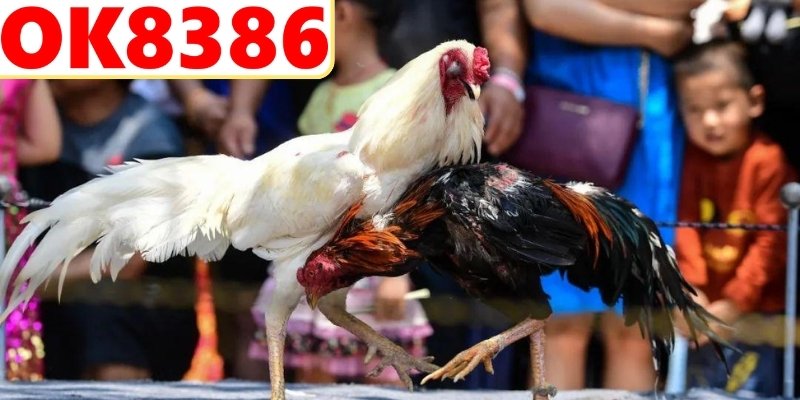 Chiến thuật đá gà hiệu quả từ cao thủ