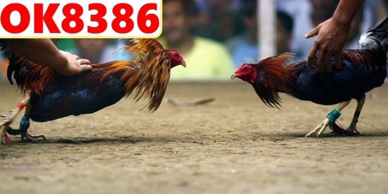 Tận dụng khuyến mãi hiệu quả