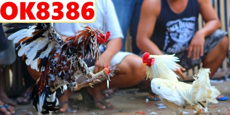 Tìm hiểu cách chơi đá gà dành cho người mới