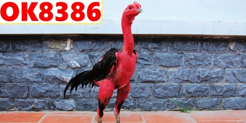 Cách nuôi gà chọi theo giai đoạn phát triển hiệu quả