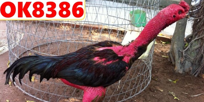 Huấn luyện chiến kê dũng mãnh trên sàn đấu