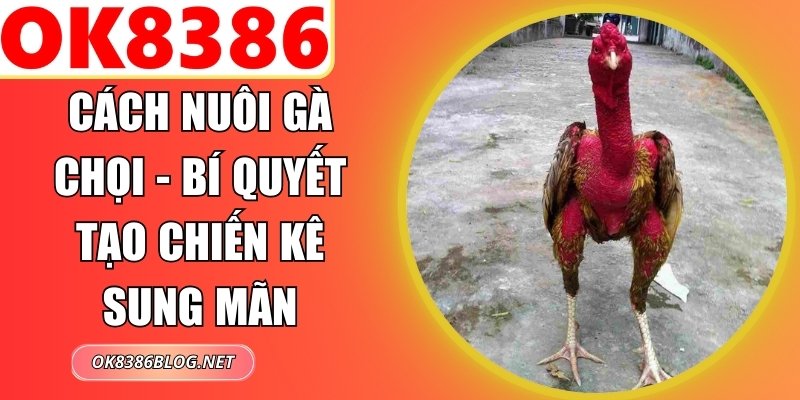 Cách Nuôi Gà Chọi