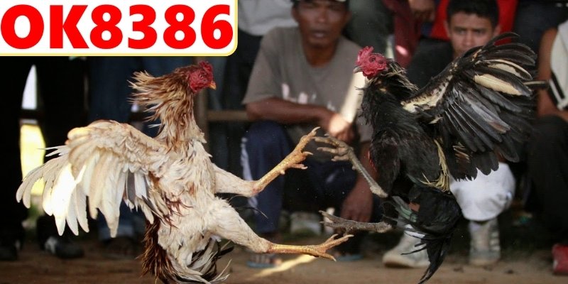 Bí quyết chọn gà chiến thắng hiệu quả cao