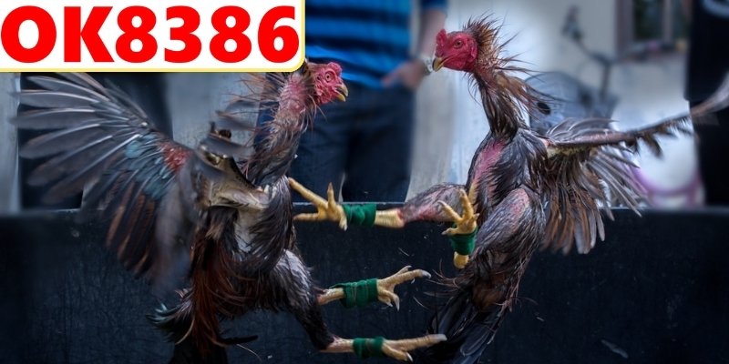 Hướng dẫn tham gia cược trực tuyến chi tiết