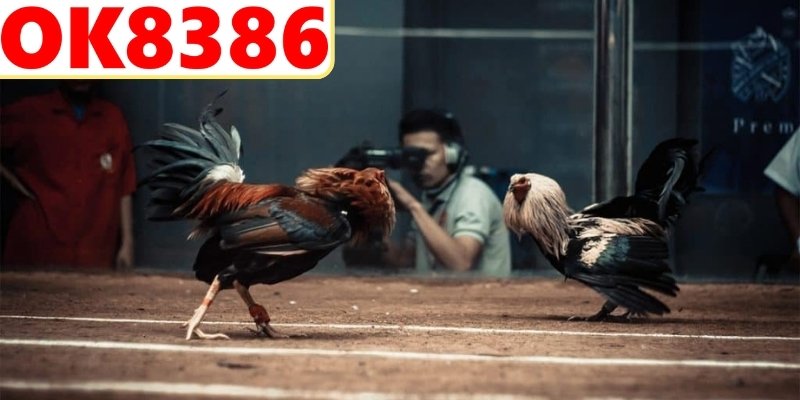 Các bước tham gia cược gà trực tuyến dễ dàng