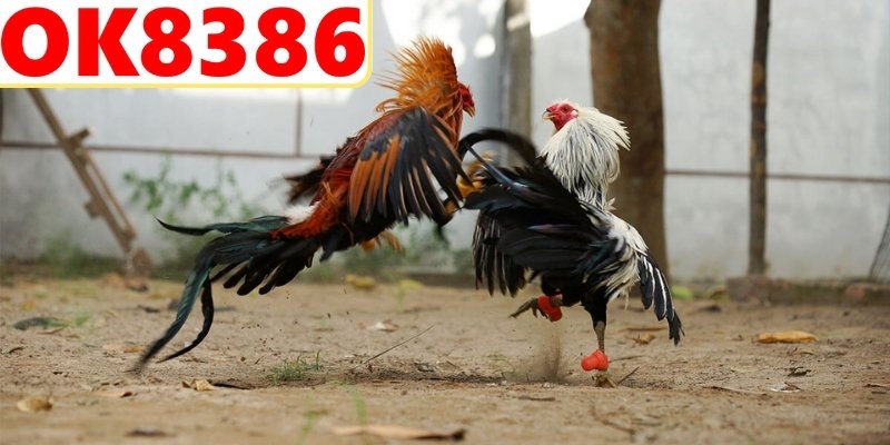 Giữ tâm lý ổn định khi tham gia