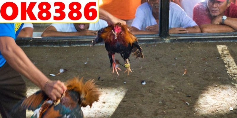 Sảnh đá gà C1 Thomo với giao diện hiện đại