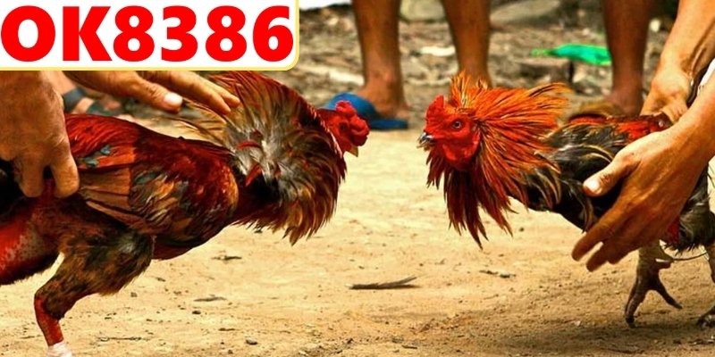 Tổng quan sảnh đá gà C1 trực tuyến chuyên nghiệp