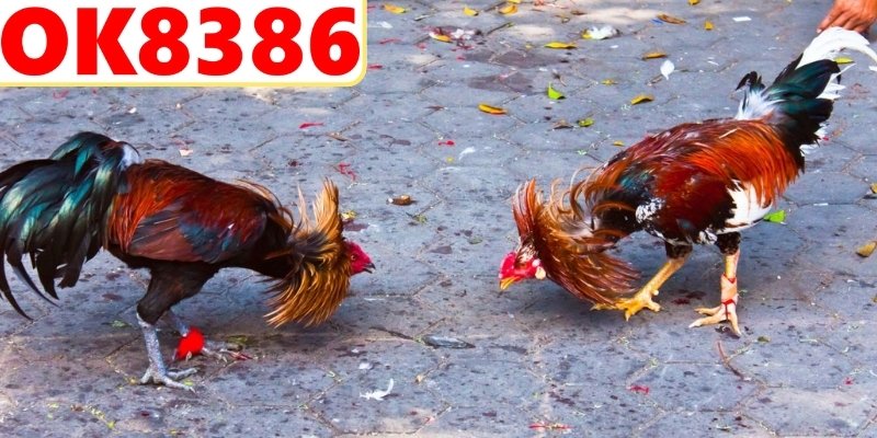 Đánh giá đối thủ cạnh tranh