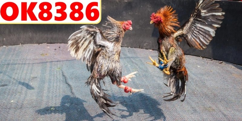 Hướng dẫn tham gia trực tuyến hiệu quả nhất