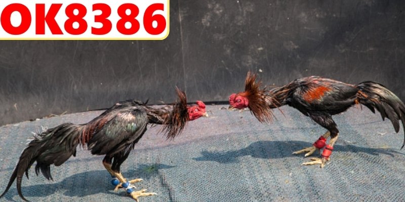 Tổng quan đá gà Campuchia với sức hút đặc biệt