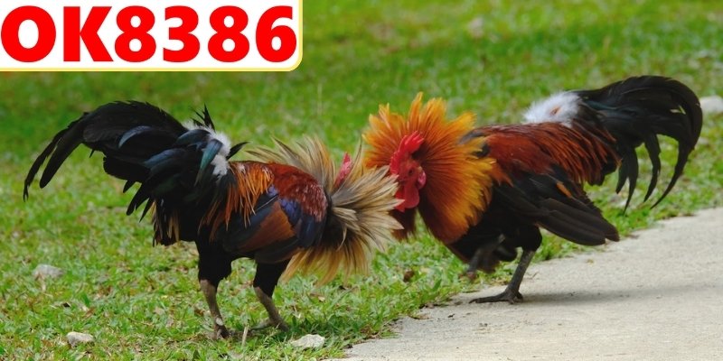 Tìm hiểu nguồn gốc đá gà Mỹ đầy thú vị