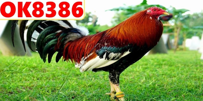 Xem xét phả hệ dòng giống