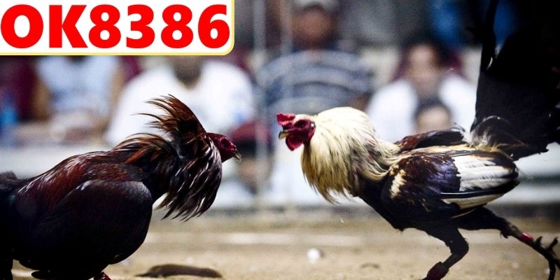 Hướng dẫn xem đá gà trực tiếp chi tiết nhất