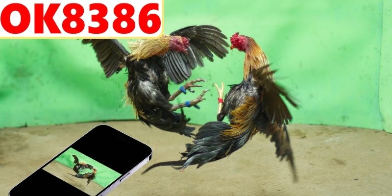 Khám phá sức hút đá gà trực tiếp Thomo hôm nay