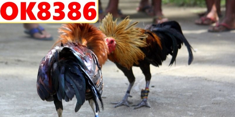 Chăm sóc sức khỏe toàn diện