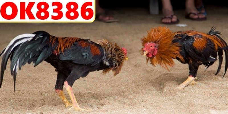 Giống gà chiến nổi tiếng tại các địa phương