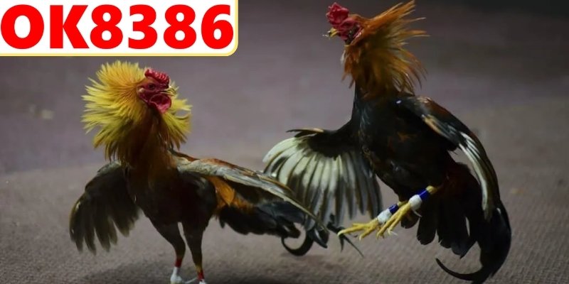 Hướng dẫn truy cập nhanh chóng và dễ dàng