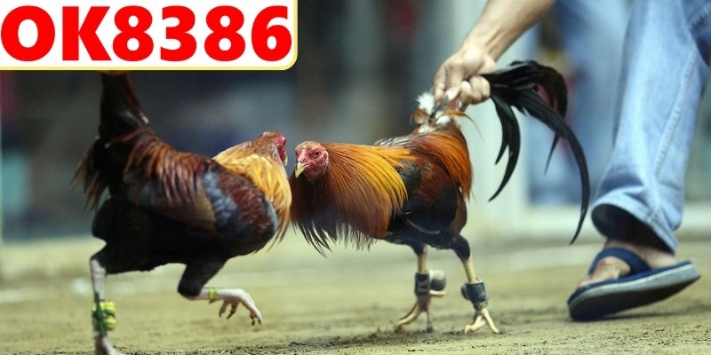 Khám phá kho phát sóng live đá gà OK8386 hấp dẫn