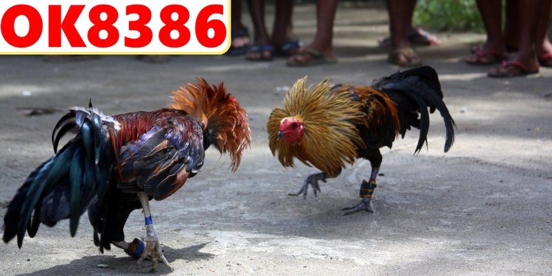 Ưu điểm vượt trội khi xem trực tuyến mượt mà