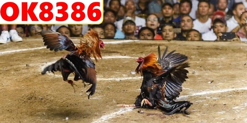 Bỏ qua yếu tố chủ sới