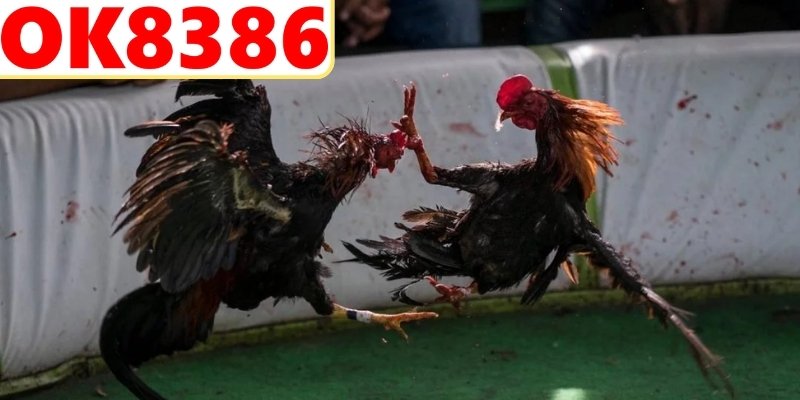 Chiến thuật cược theo từng giai đoạn trận đấu