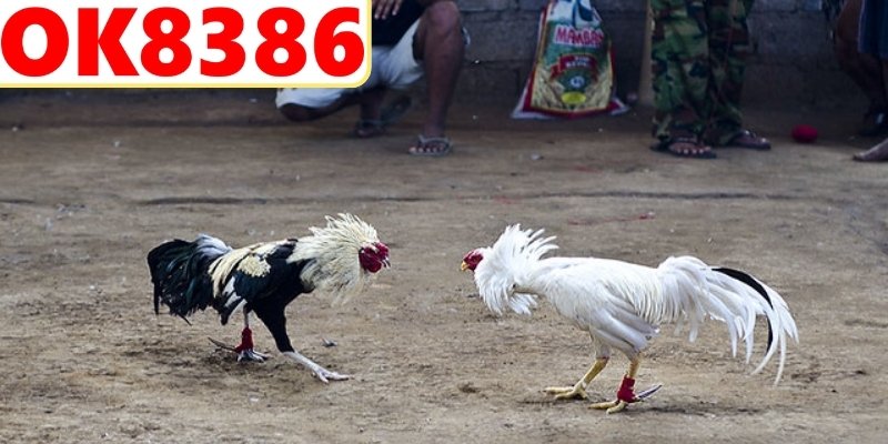 Tổng hợp mẹo cược đá gà không thua hiệu quả